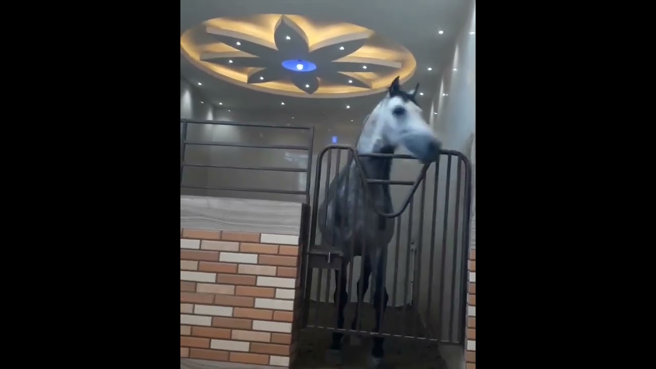 Красивая лошадь / Beautiful horse