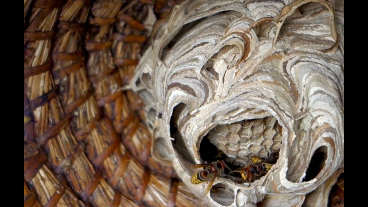 Verscholen leven, over de schoonheid van vaak verborgen insecten.