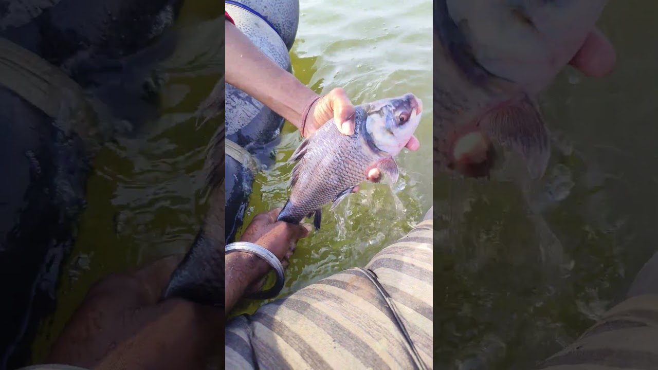 Underwater Fishing |Best Fishing Video 