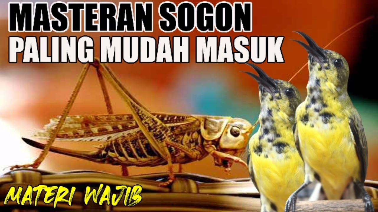 MASTERAN SOGON PALING MUDAH MASUK