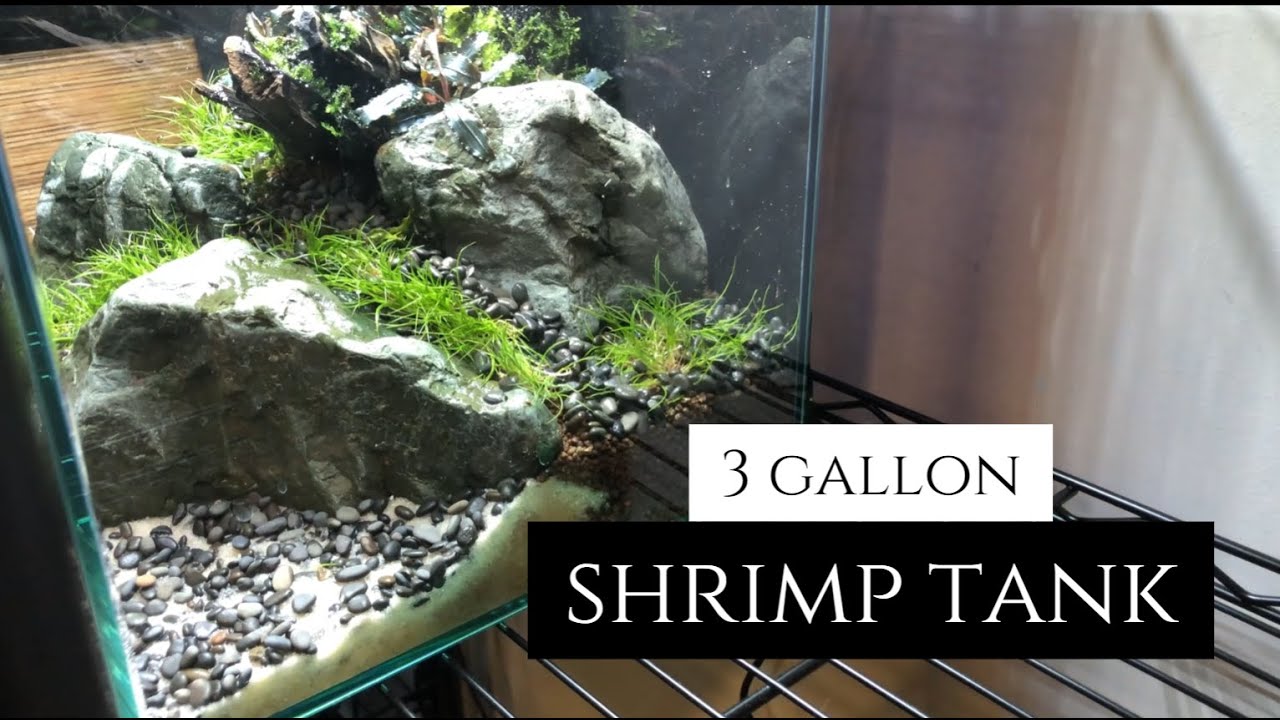 Cornerstone | 3 gallon Planted shrimp tank | 2024