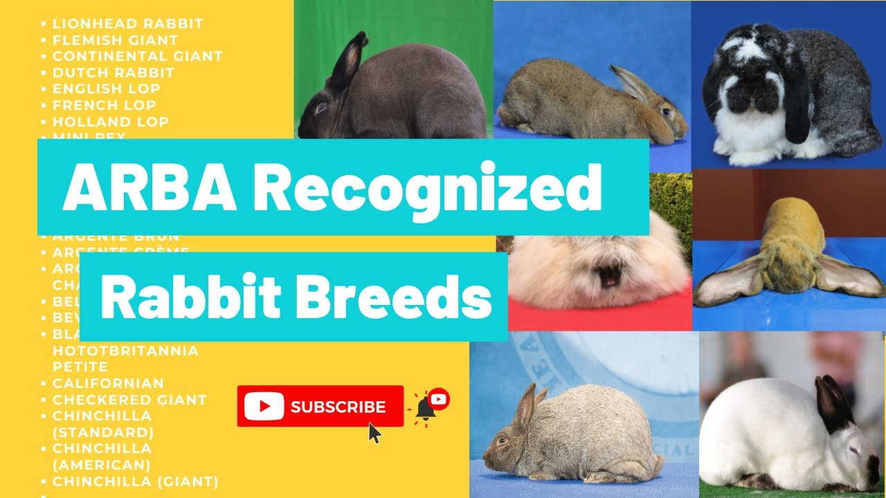 Rabbit Breeds - ARBA Recognized