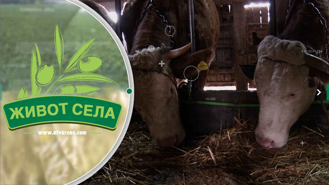 Popovići iz Čađavice četiri decenije u mljekarstvu; Upornim radom nastoje da održe proizvodnju