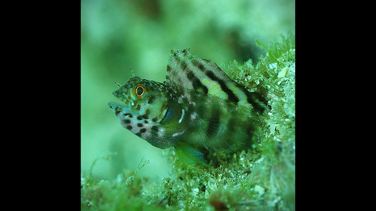 Sailfin Signal Blenny Emblemaria Piratica, Zihuatanejo Bay 2025