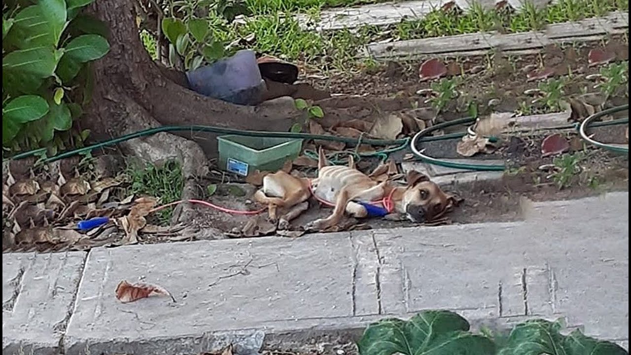 She Was Paralyzed, Sad, Lying On The Street Begs from The Indifferent & Emotionless Of Human