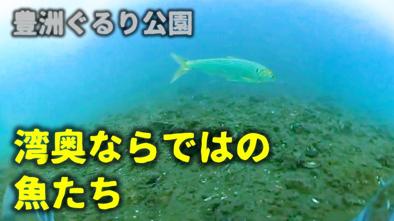 「豊洲ぐるり公園」で釣れる魚は？　水中動画で紹介します