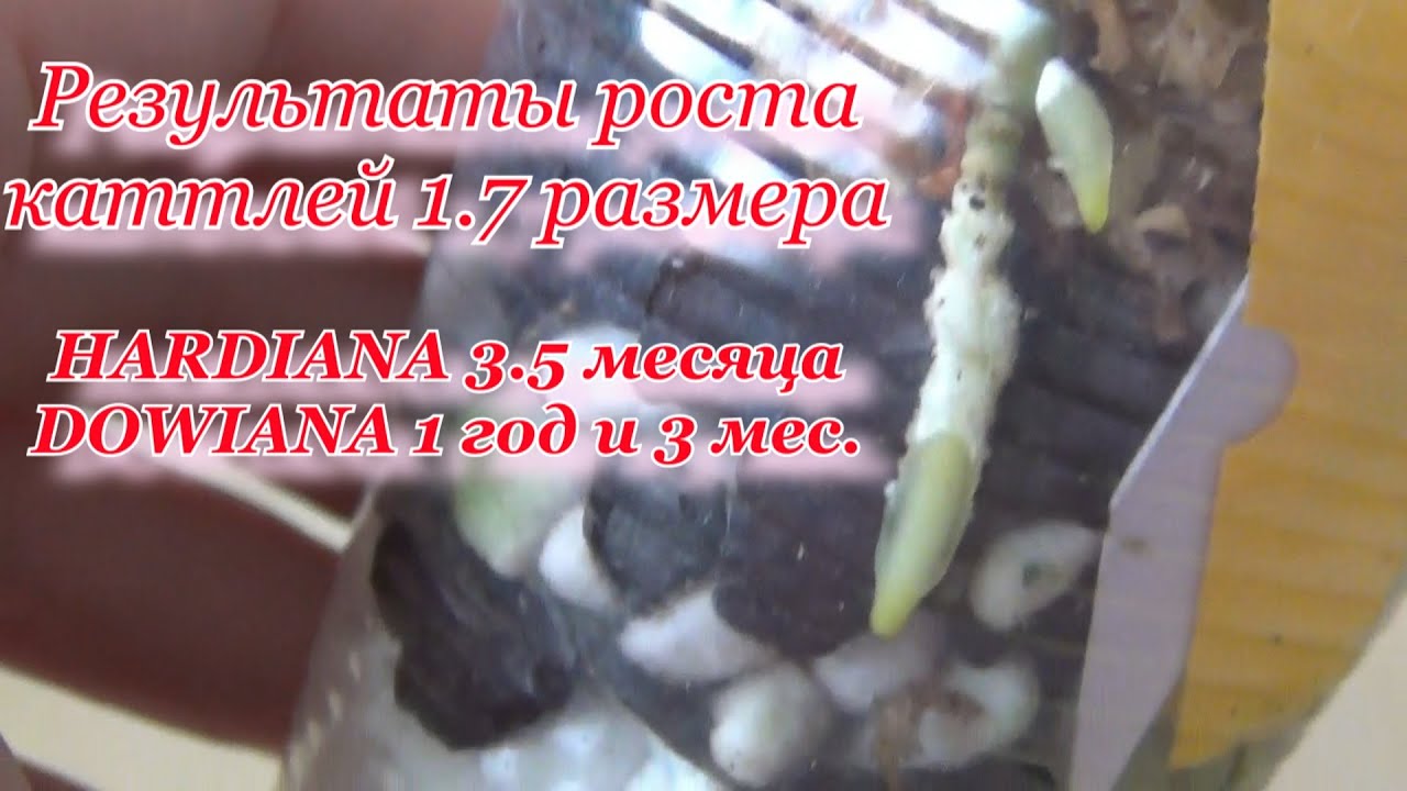 Каттлеи размера 1.7. Результаты роста орхидей Хардианы и Довианы.
