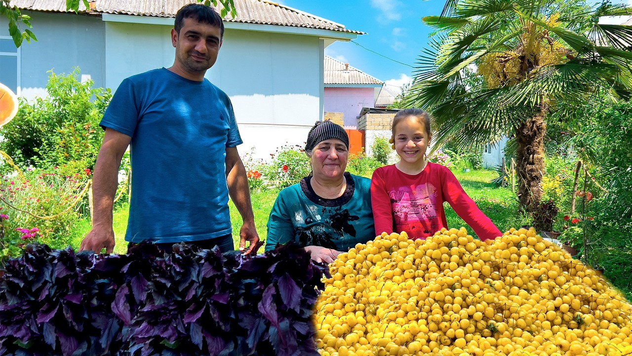 The Ultimate YELLOW CHERRY Harvest! 🍒🍋 Making Golden Jam, Cake & Basil Compote