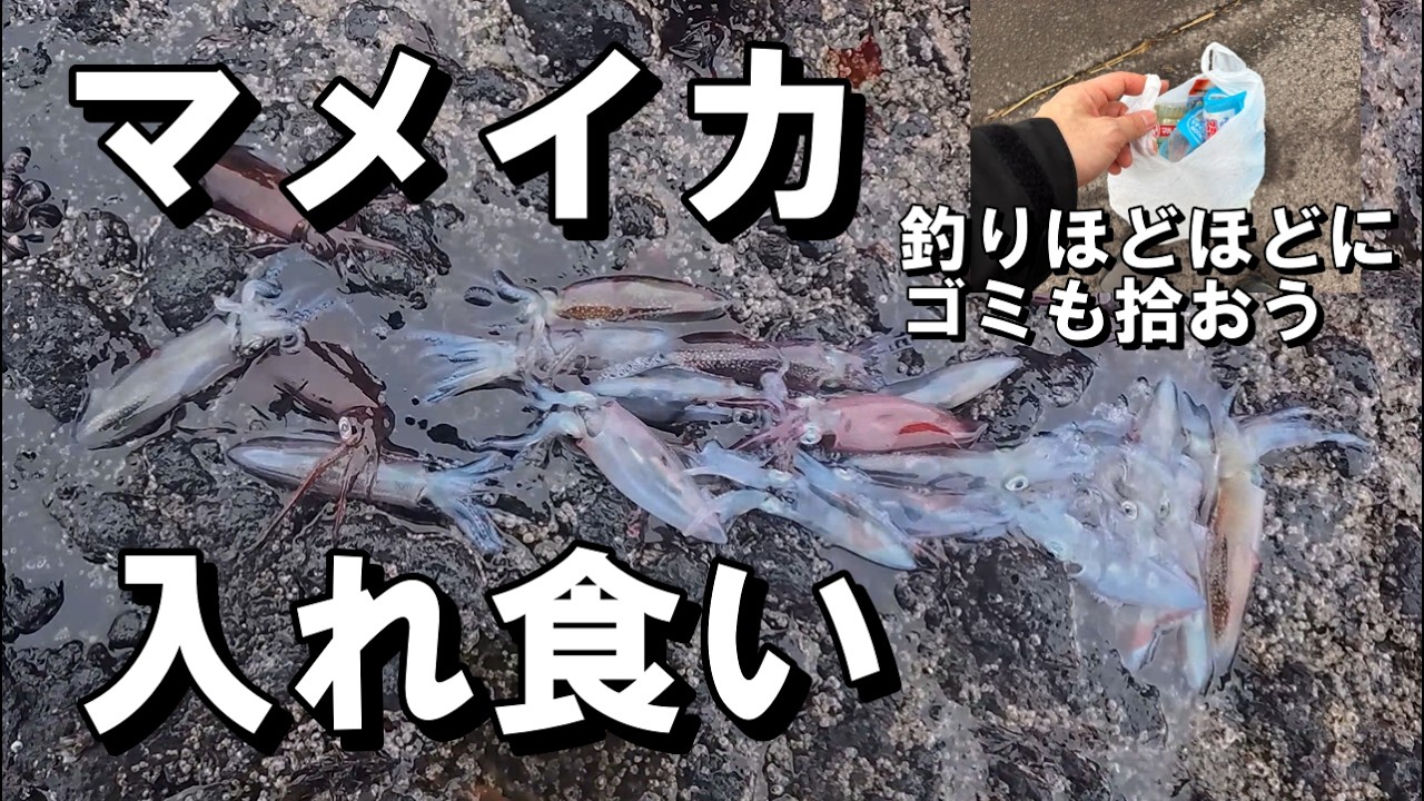 マメイカが爆釣、入れ食い【 北海道 釣り 】