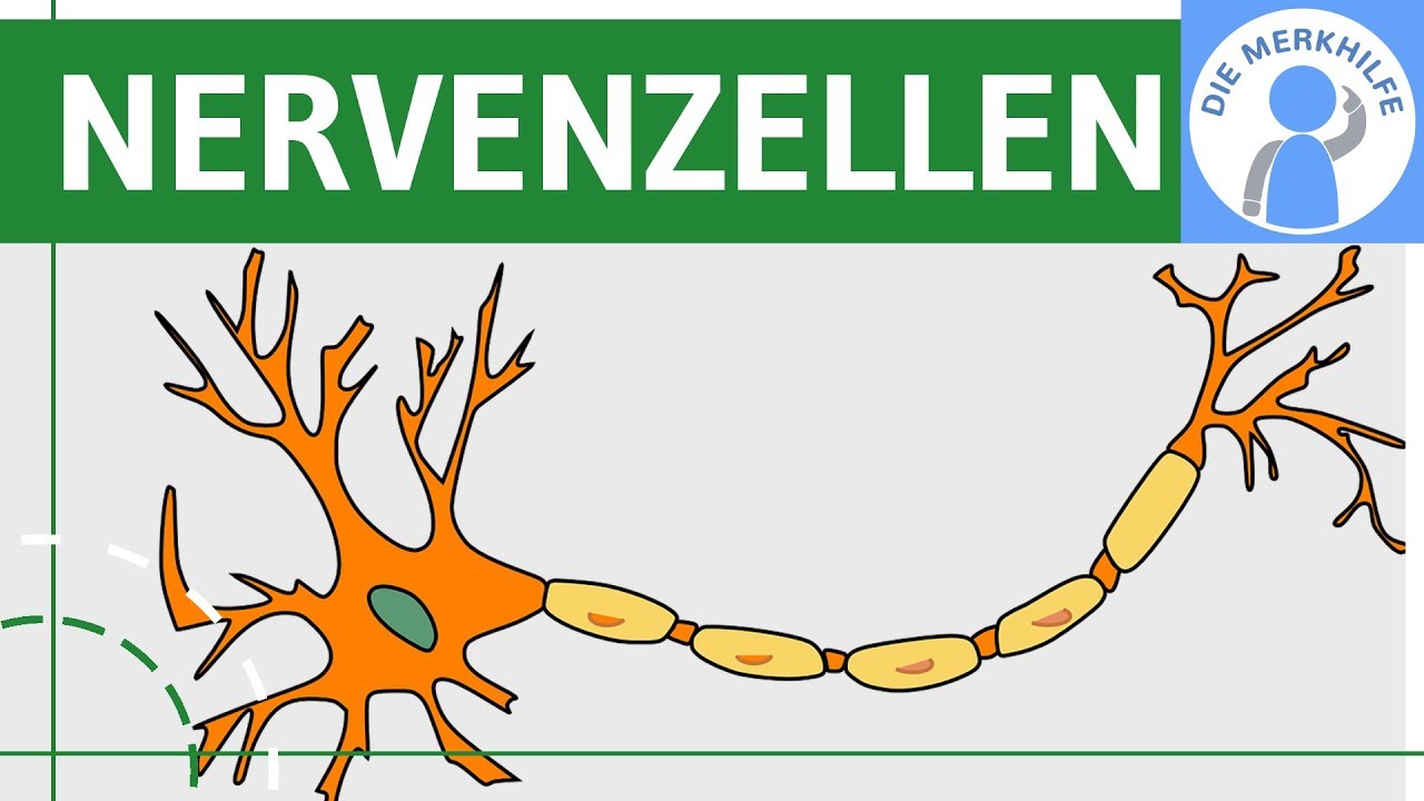 Bau & Funktion von Nervenzellen - Nervensystem einfach erkl&auml;rt - Neurobiologie