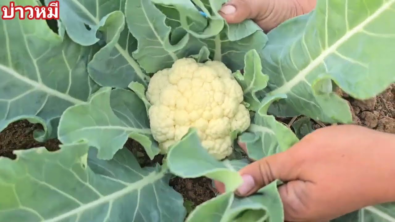 เก็บถั่วลันเตา กับกระลำดอกคั้งแรก.🫛 🌽 🥦1/2/2026