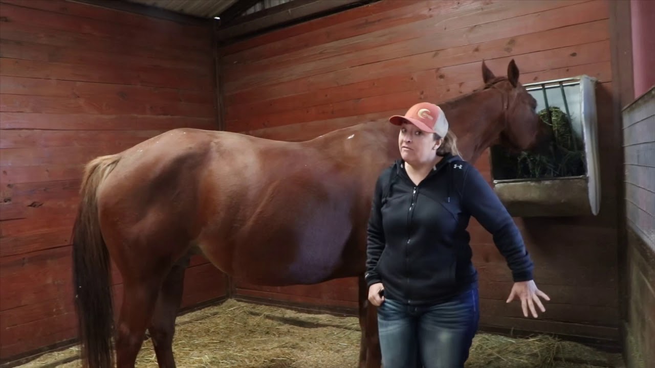 Foaling signs to look for by Nikki Cain