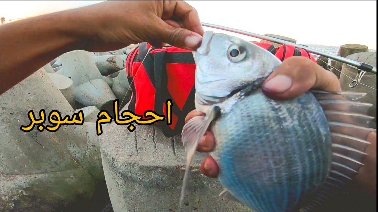 مغامرات صيد اسماك الدنيس السوبر علي صخور الموت