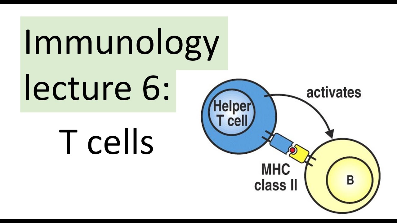 T cells | Immunology Lecture | MHC-I versus MHC-II