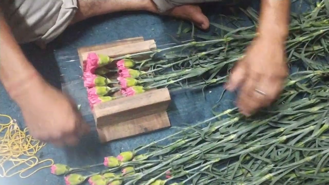 carnation flowers  packing style