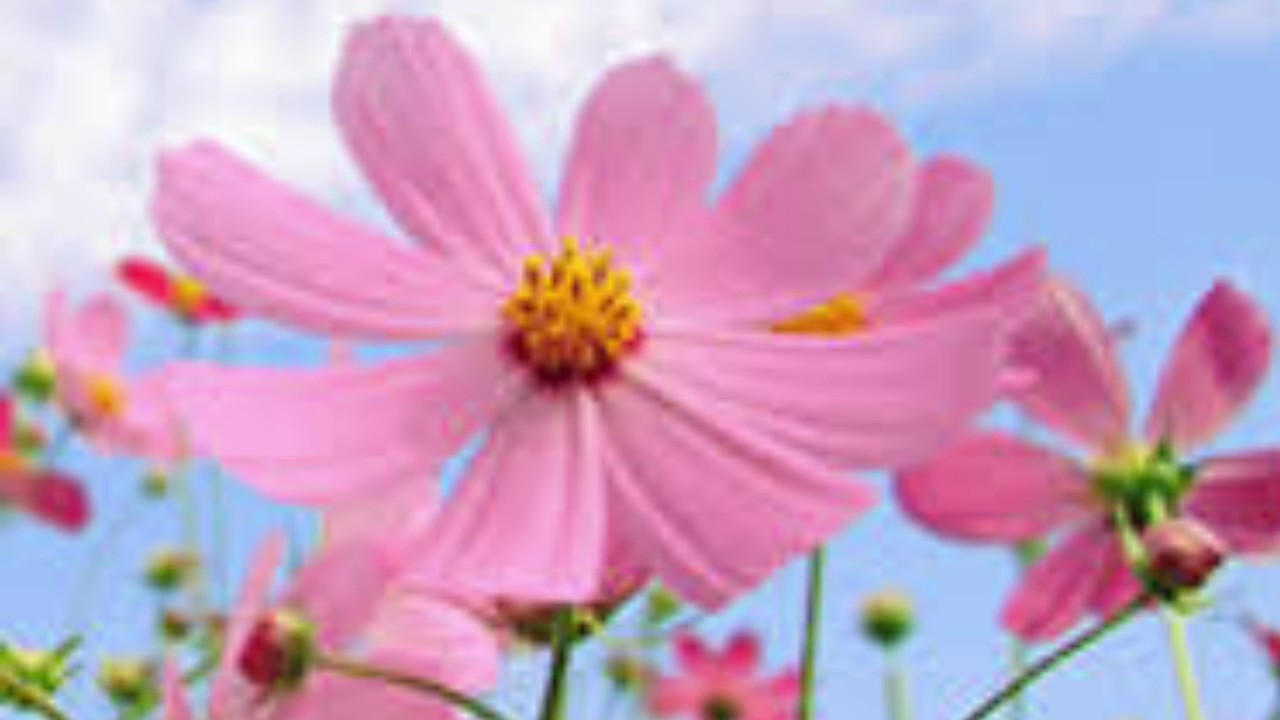 ありがとうの花