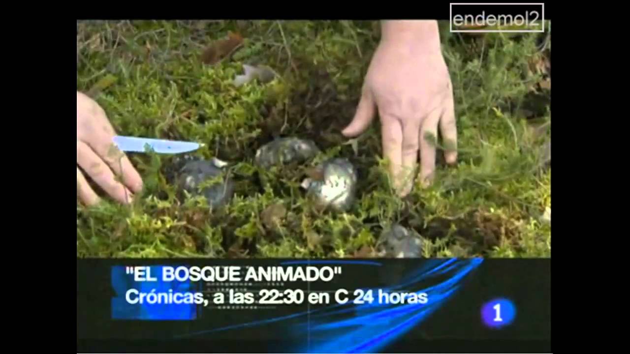 TVE BANNER 2000/2008