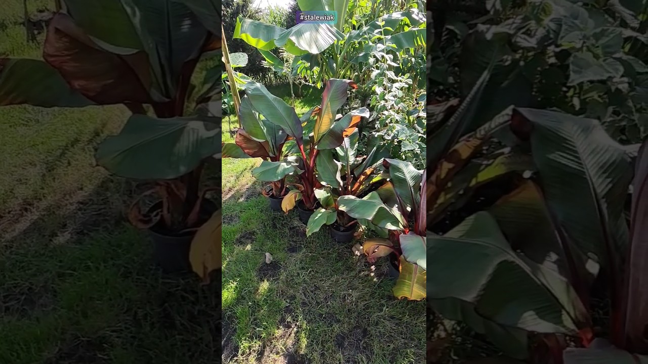 #sadzonki #banan #maureli #sklep #ensete #ventricosum #rosliny #ogrodowe