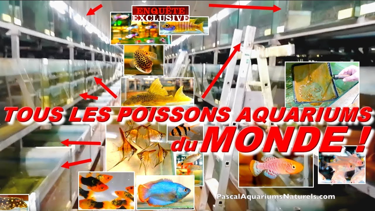Exclusif : tous les poissons aquariums exotiques du monde ! platy, guppy - Pascal Aquariums Naturels