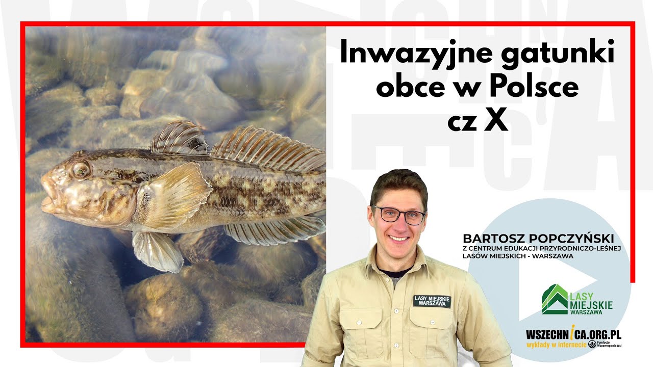 Inwazyjne gatunki obce w Polsce cz.10 / Bartosz Popczyński