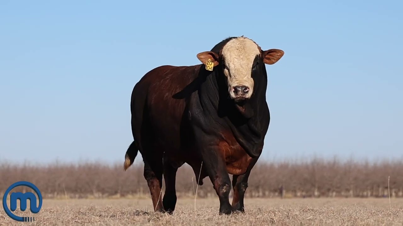 Simbra bulls on offer
