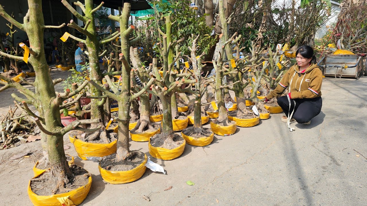 Phương Ngân 📲 0346084278 phôi mai vàng vườn hoành to giá rẻ 25/1 Chợ Gạo (@MaivàngQuêdừa)