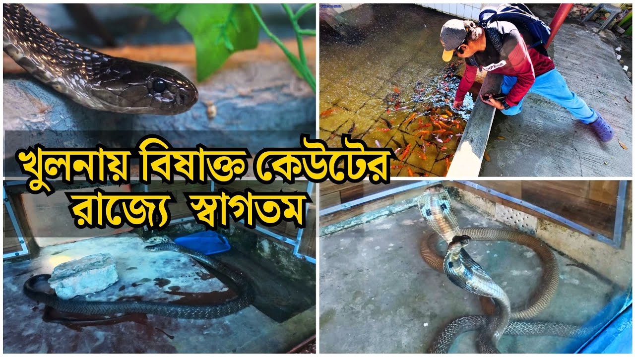 খুলনায় বিষাক্ত সাপ এবং মাছের রাজ্য । Gilatola Bonbilash Fish and Snake World