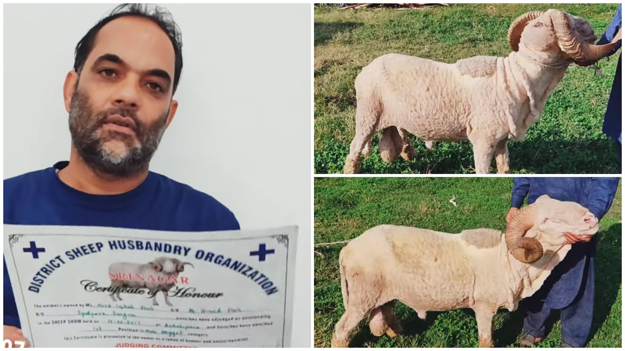 Kashmir’s Award Winning Marino Sheep Farmer