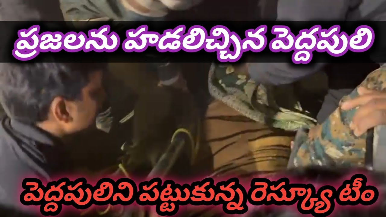 ప్రజల కు నిద్ర లేకుండా చేసిన  పెద్దపులి | tiger in attack viral video