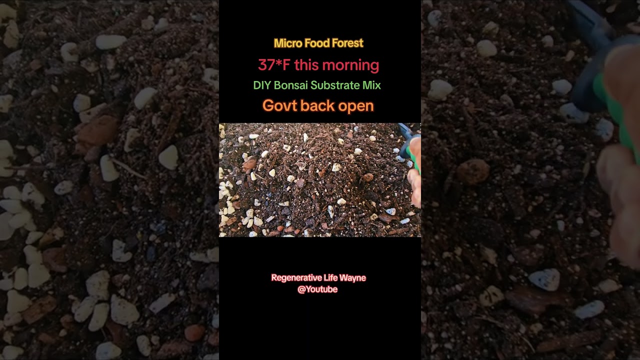 Being more self- sustainable in my Micro Food Forest, DIY Substrate for Fruit Trees saving money 💰 