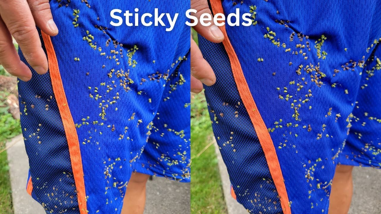 How To Remove Sticky Seeds From Your Clothes | Burrs