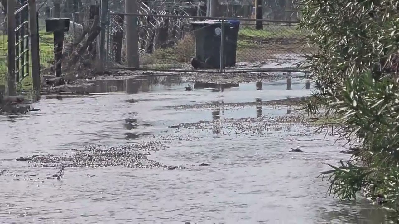 Robin Lane sewage spill