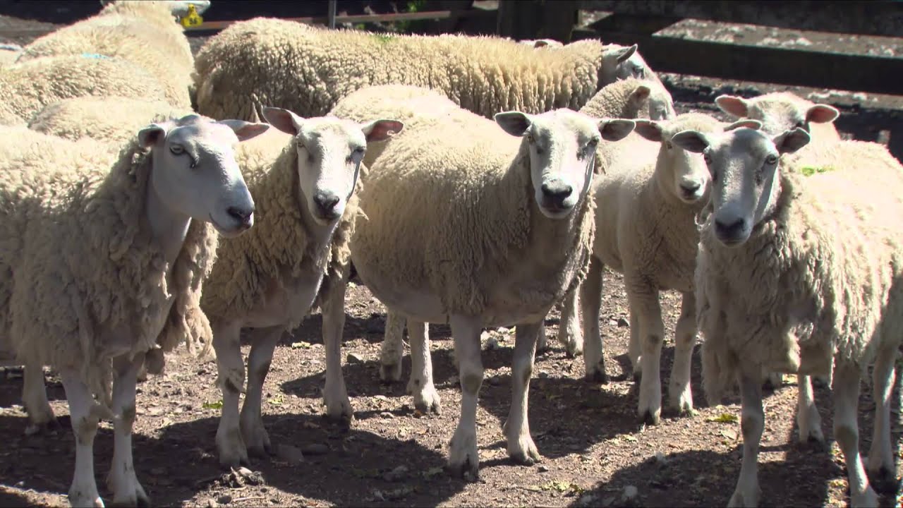 MORRISON FARMING - Rural Delivery 2016