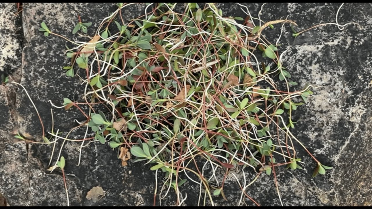 Weeding Myrtle Spurge in the Wasatch 5