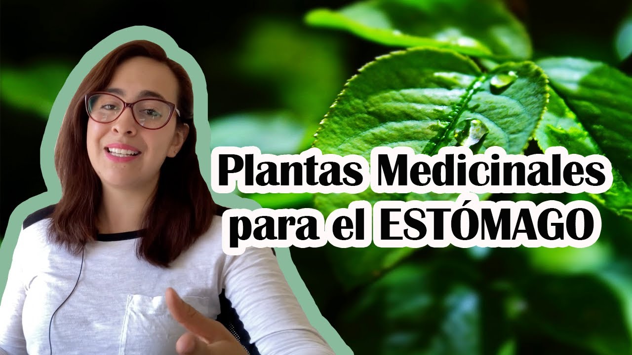 Plantas medicinales para el est&oacute;mago🌿
