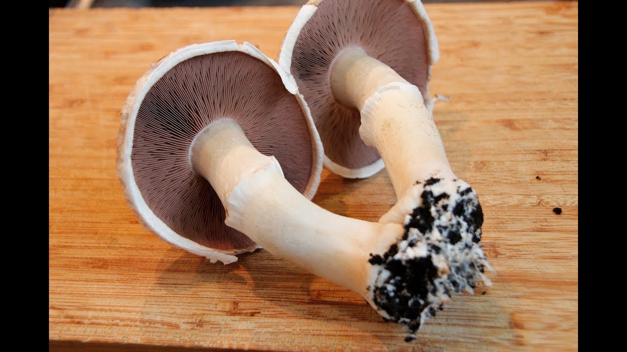 Im Test: Champignon Pilzzucht-Set von Pilzmännchen