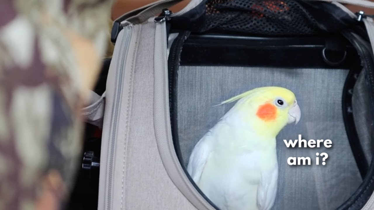 Что делать, когда вы принесли домой новую птицу! 🐤🏠