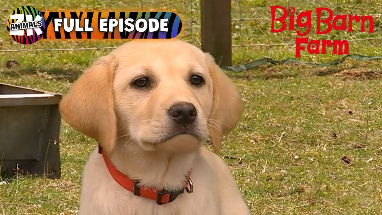 Big Barn Farm | Season 2, Episode 18 | Pampered Pooch