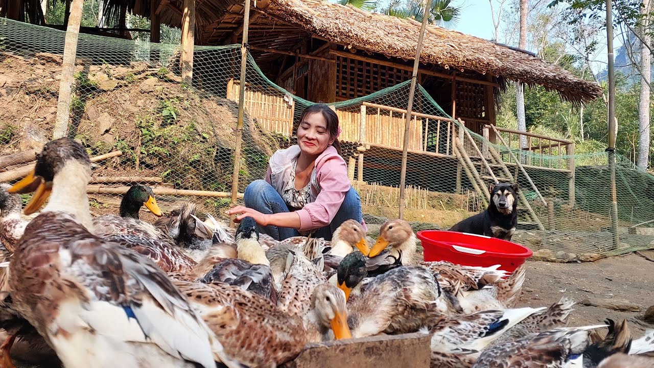 Full Video: 230 Days Building Farm Life, Living on the farm with Buffalo, duck - Green forest life