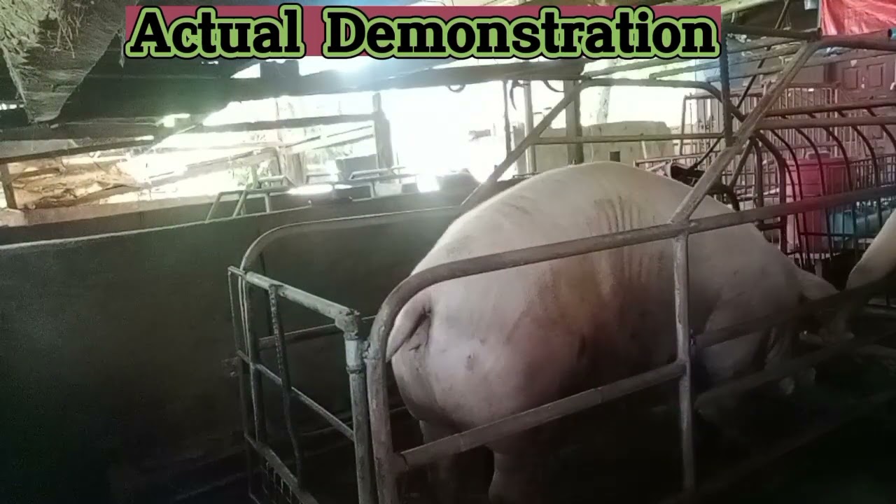 PAANO MAG ARTIFICIAL INSEMINATION SA SILENT HEATER NA INAHING BABOY