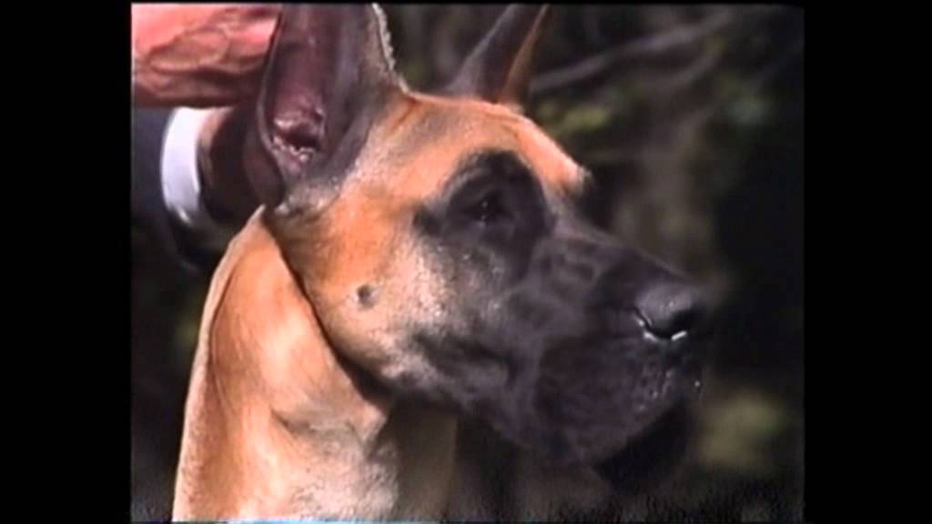 The Great Dane part 1.mpg