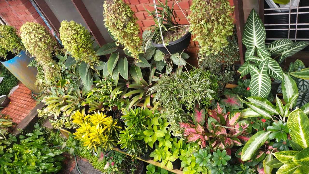 വീട്ടിലെ ഒരു ചെറിയ ചെടി തോട്ടം | S B MOJO GARDEN 