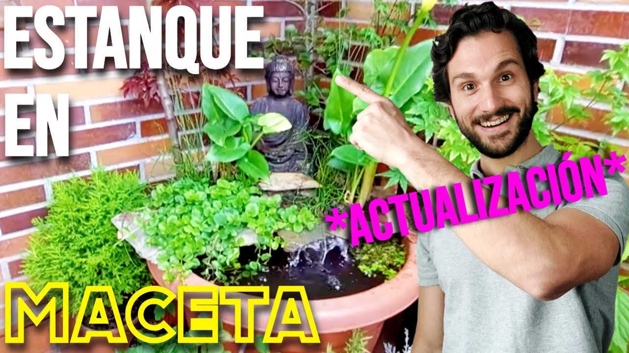 **Actualización**🐟 ESTANQUE en maceta con PECES y PLANTAS 🐟🌾