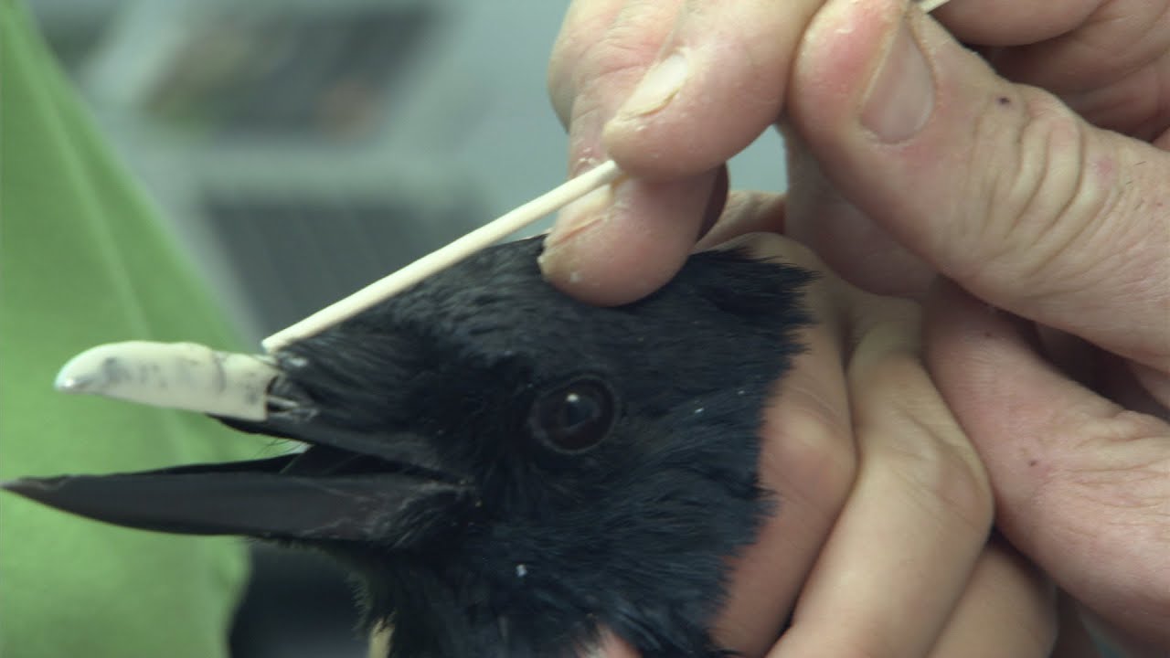 Injured Crow Gets a New Acrylic Beak | Nature on PBS