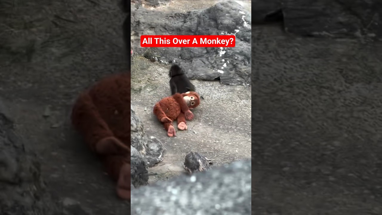 All This Over A Monkey?