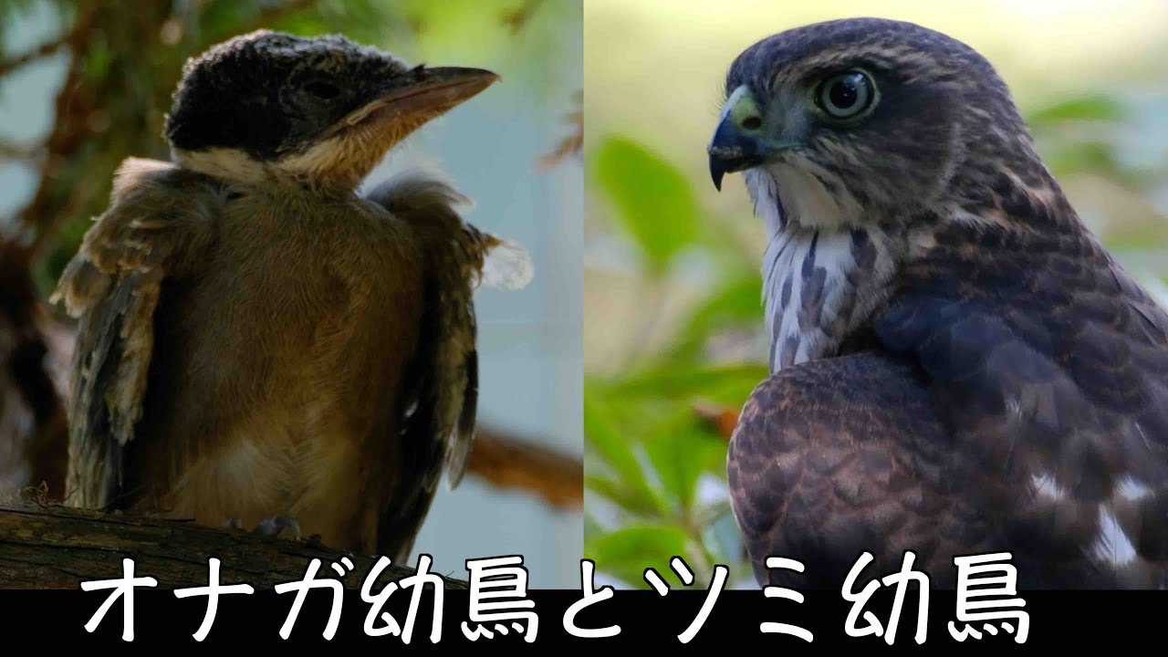 8月5日 オナガ幼鳥とツミ幼鳥