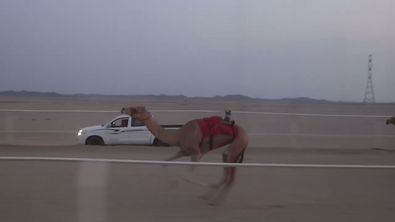 الشوط الاول لقايا ومافوق 5 كلم جبار عبدالله سويلم الرشيدي