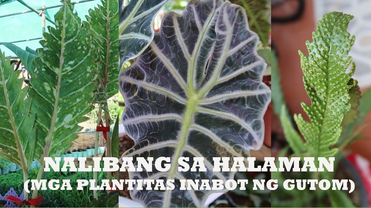 Nag Enjoy Sa Pamimili Ng Halaman, Mga Plantitas Inabot Ng Gutom :)