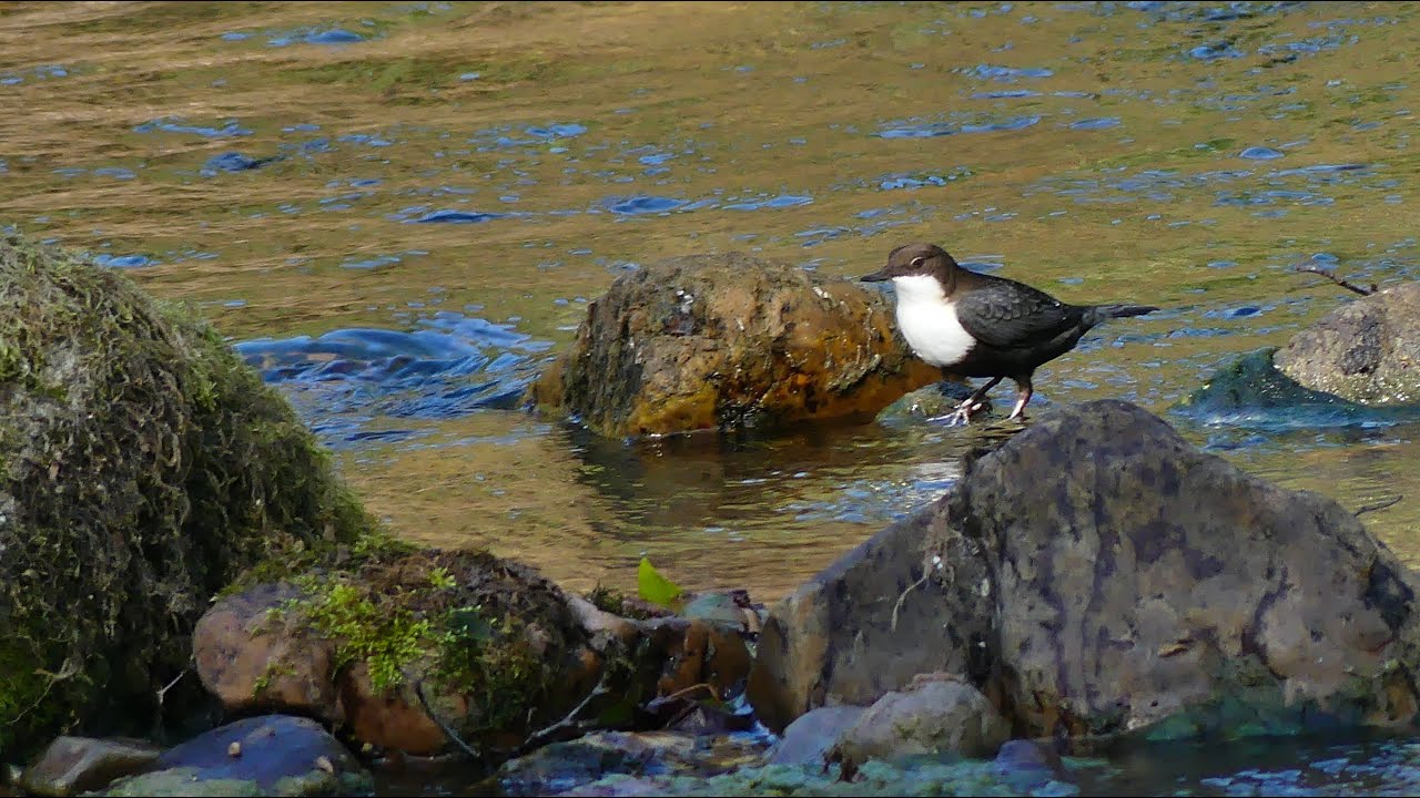 FAUNA DE ASTURIAS, parte 2