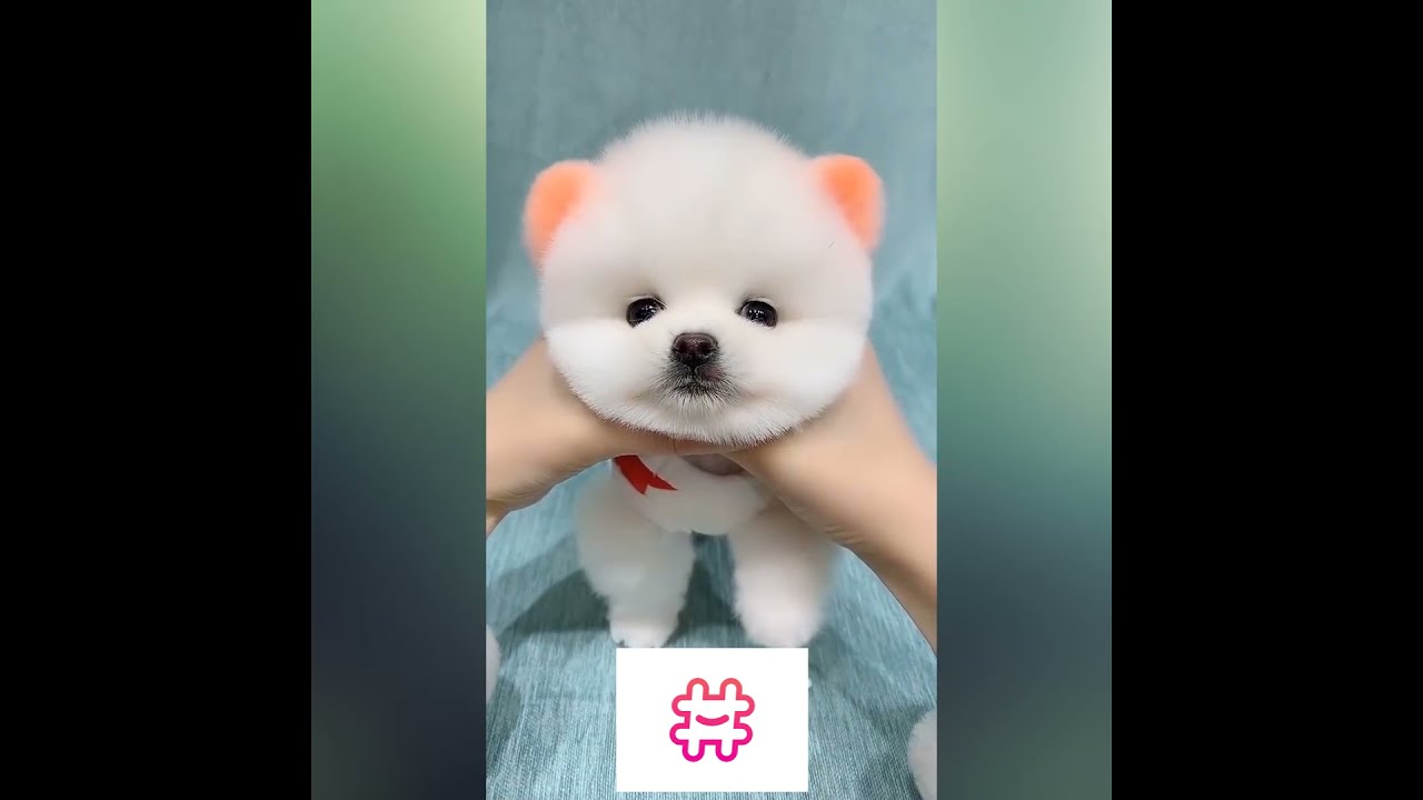 OMG!!! So cute pet   Cute baby animal   #shorts